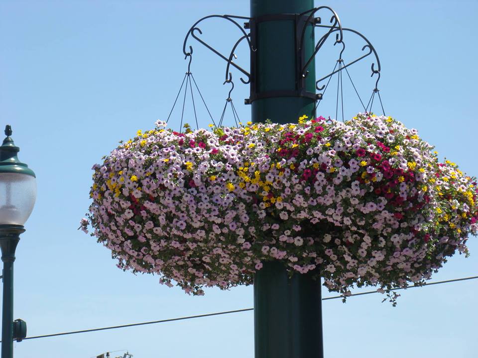 Award-winning flower baskets